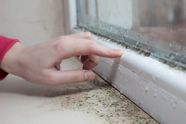 Best Mold Prevention Services  in USA